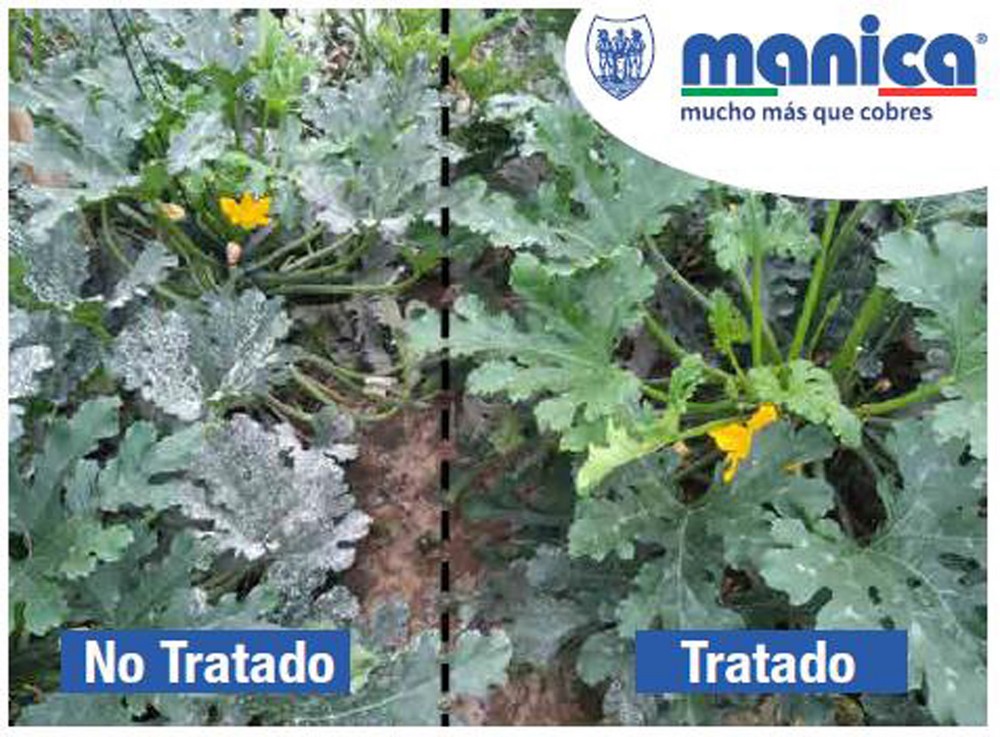 Limocide: máximo control sin residuos en hortícolas