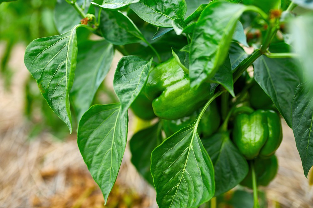 El azufre para uso agrícola: ¿Por qué  es esencial en cultivos hortícolas?