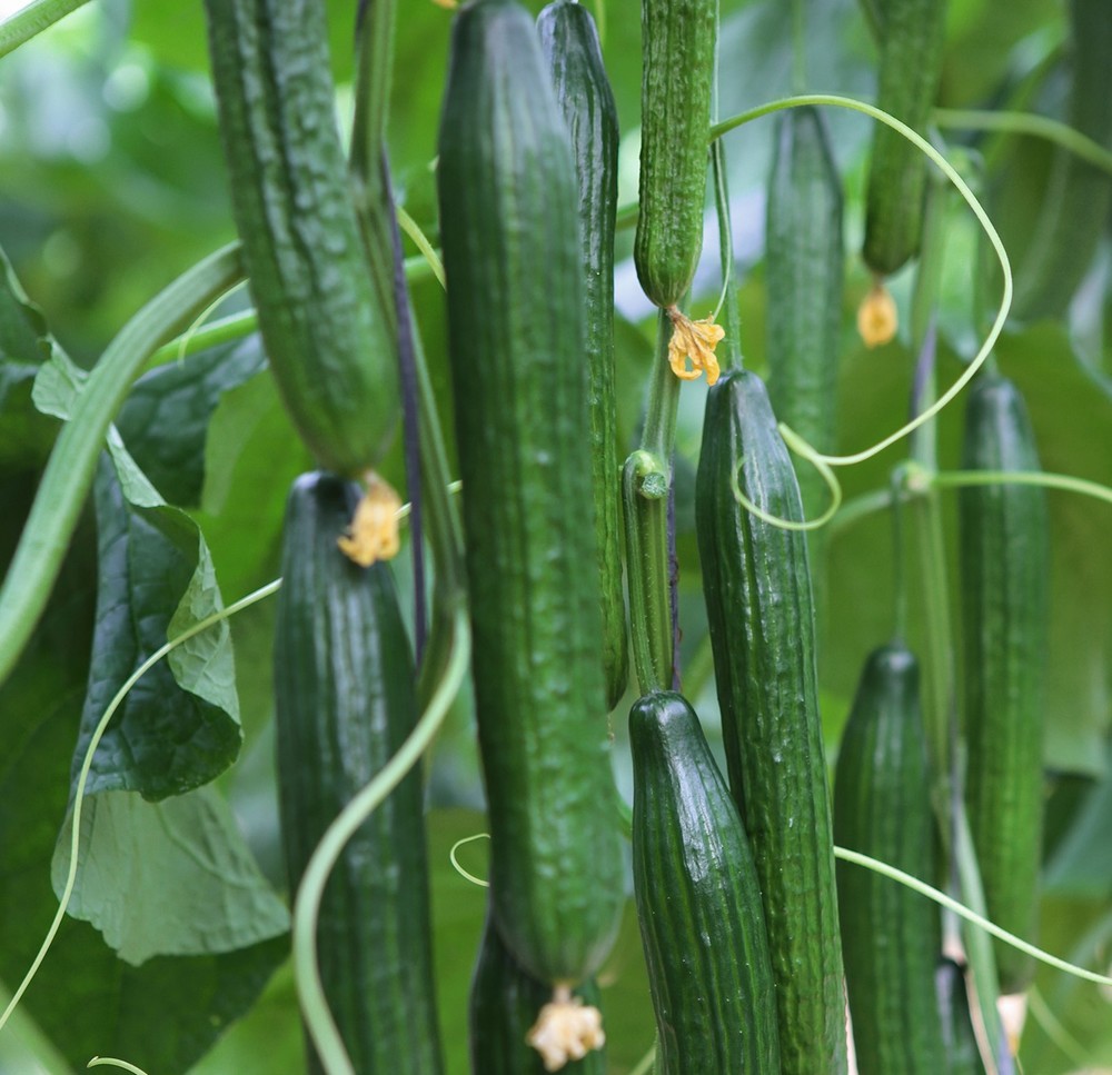 Fornax RZ, el mejor aliado del agricultor para combatir al fusarium en tardío
