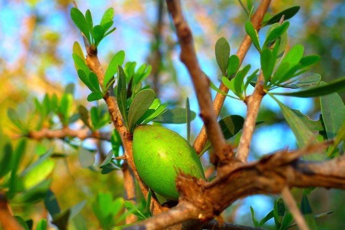 La UAL ensaya la obtención sostenible de aceite de argán como paso previo a su implantación como cultivo en Almería
