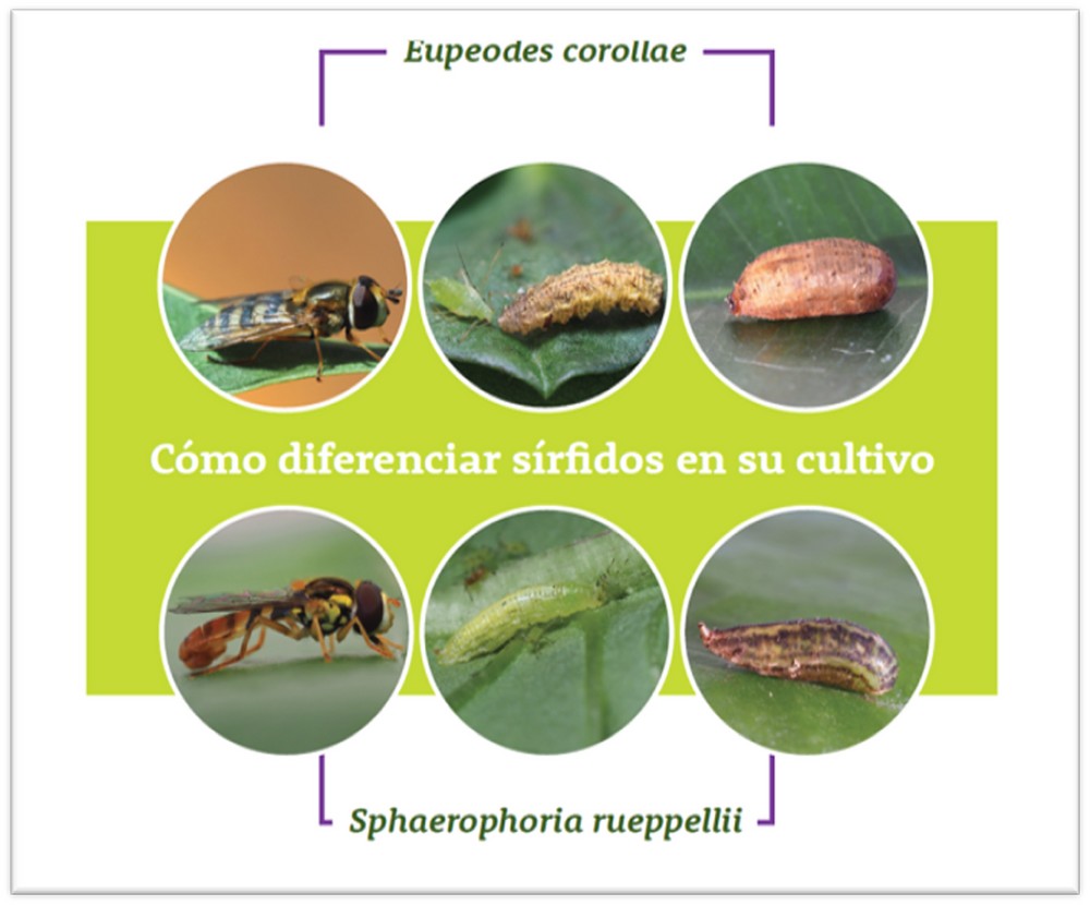 Biobest Sistemas S.L. lanza al mercado un nuevo sírfido para el control biológico de los pulgones que se desarrollan en los cultivos hortícolas