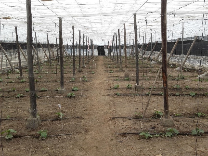 PRESTOP contra Fusarium, uno de los patógenos de raíz con más mortandad