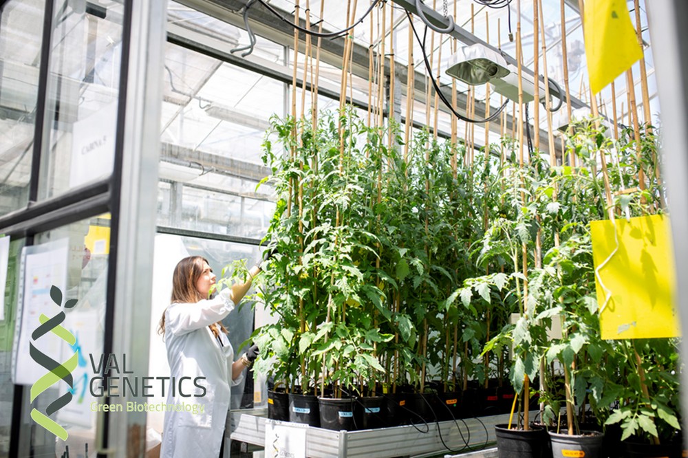 ValGenetics invierte en biotecnología para defender  la tradición y el futuro en el cultivo del tomate