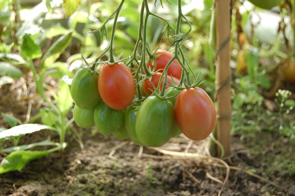 Un proyecto del CSIC busca desarrollar tomates más resistentes y con más sabor
