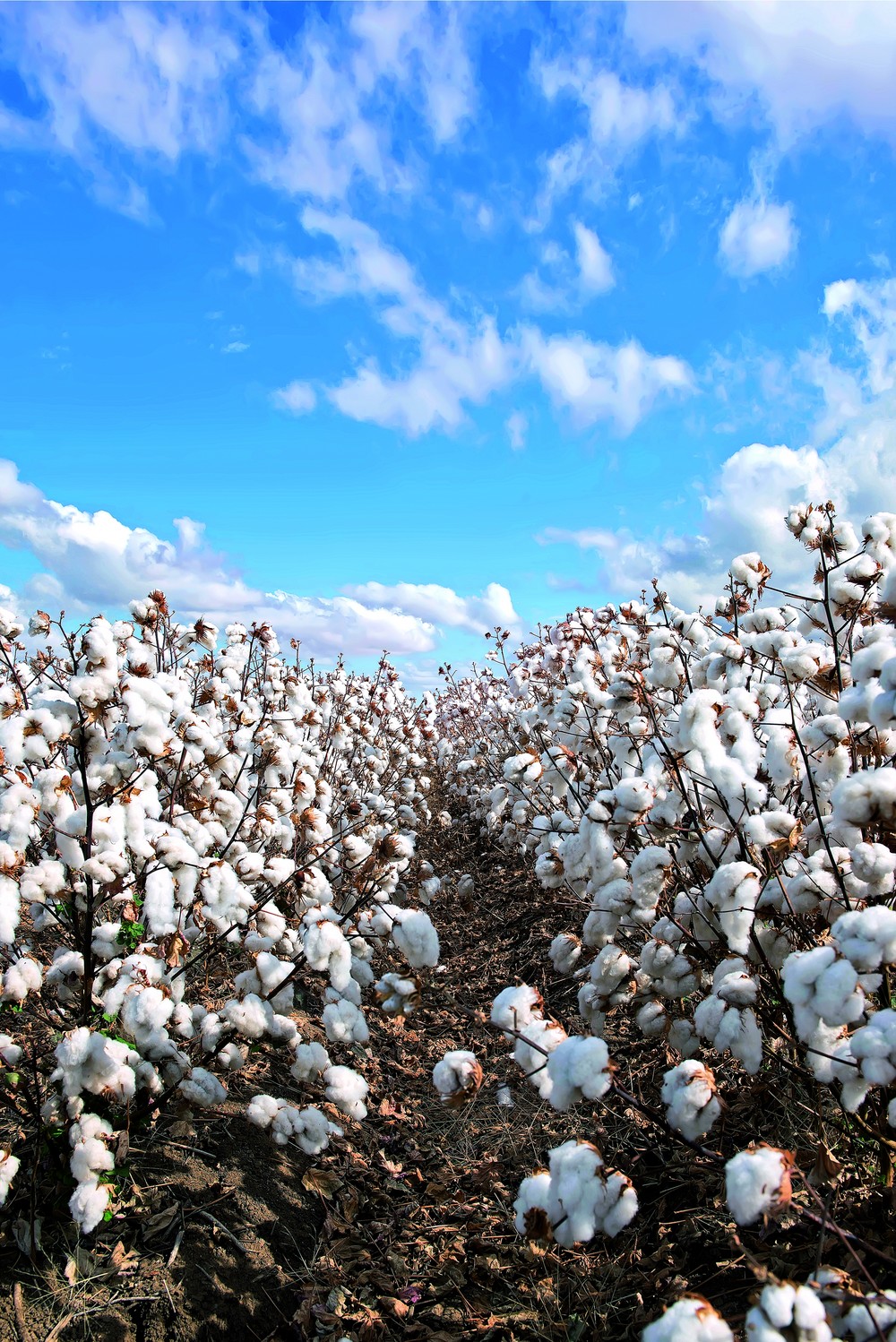 Rivet® 24EC el defoliante para algodón de FMC para dar el mejor final