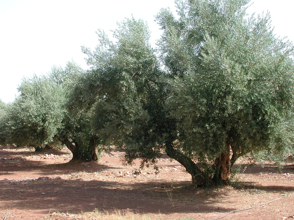 Andalucía convoca ayudas por 82 millones de euros para la industria agroalimentaria