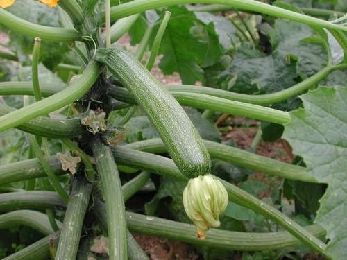 El calabacín y el pepino, la cara y la cruz en cotizaciones en la última semana