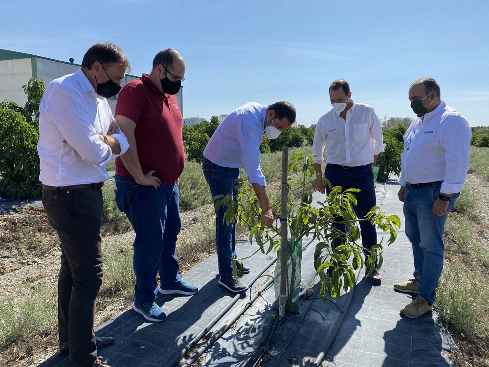 Fertinagro Biotech, TROPS, Viveros Blanco y Savia Tropical buscan soluciones sostenibles al problema fúngico del aguacate