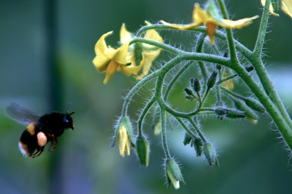 Treinta mil millones de insectos beneficiosos cuidan de la calidad de las frutas y verduras que consume Europa