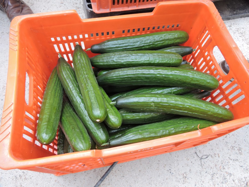 El pepino Almería supera el euro el kilo de media en la semana 40 del año