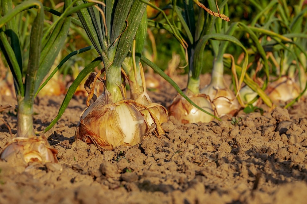 El anticipo de las ayudas directas de la PAC alcanzará los 3.420 millones de euros para beneficiar a 680.000 agricultores y ganaderos