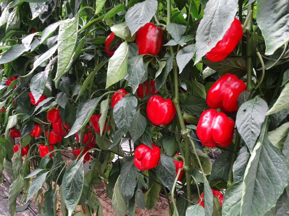 HM.CLAUSE innova en semillas con más resistencias y posiciona su gama IÓN de pimiento