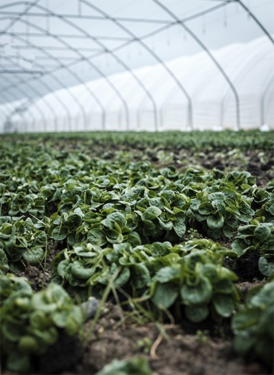La agricultura ecológica  ha llegado para quedarse