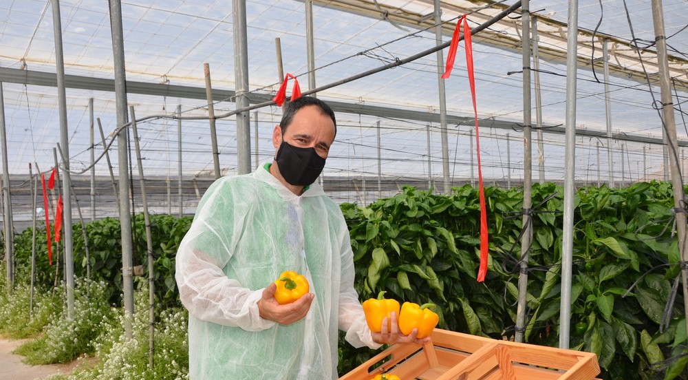 Producción agrícola  y seguridad  alimentaria