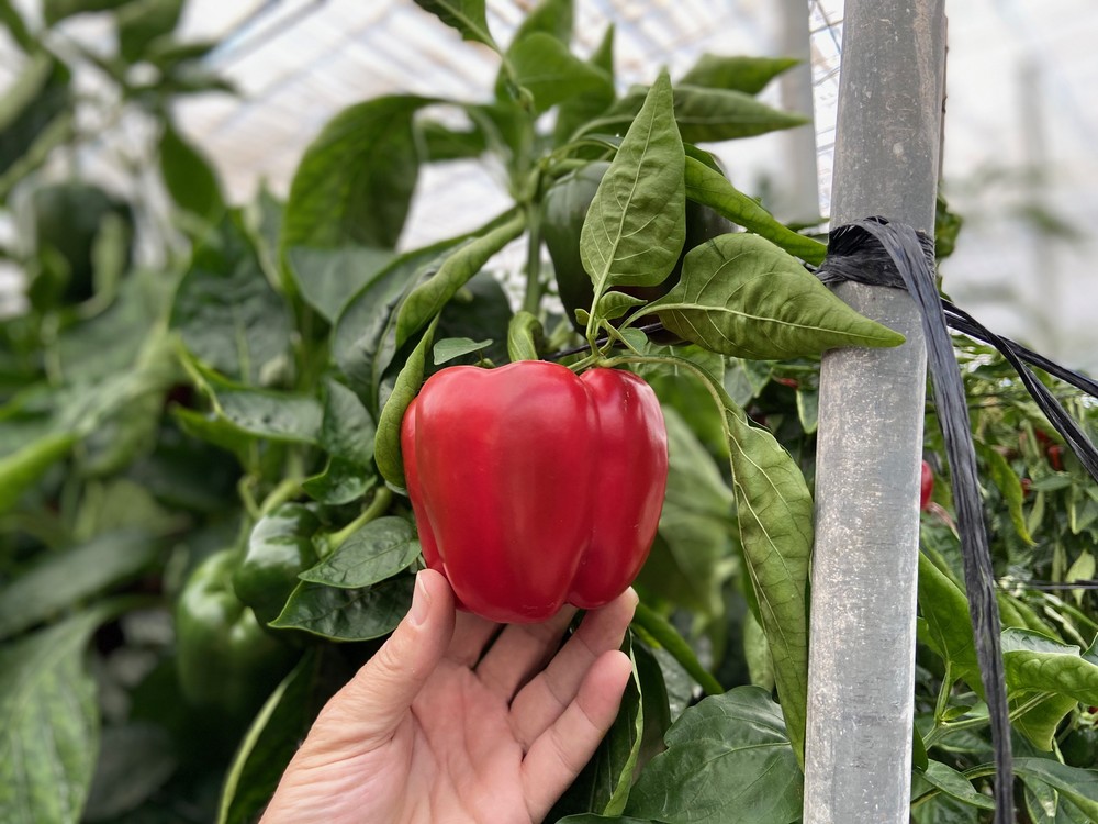 Lt Defense, defensa natural  de la planta frente al oídio