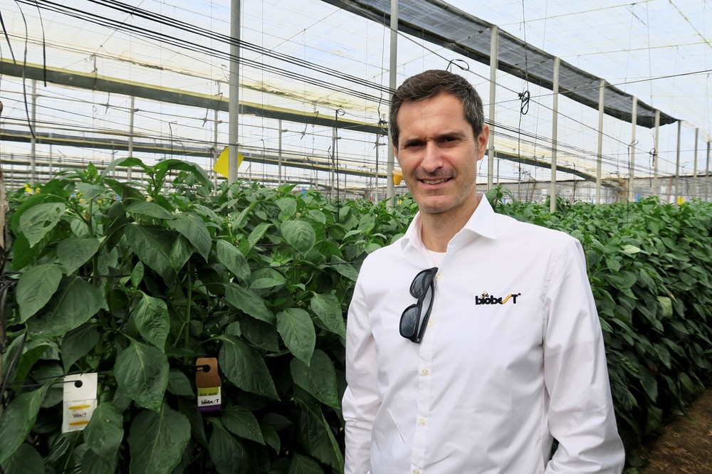Biobest gana la batalla al pulgón