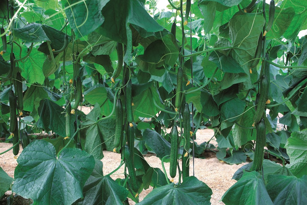 blueleaf, valor seguro para el agricultor de ecológico