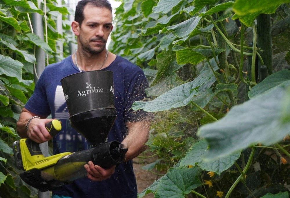 Agrobío alimenta Swirskii con presa directamente en planta para que el control biológico en pepino sea un éxito