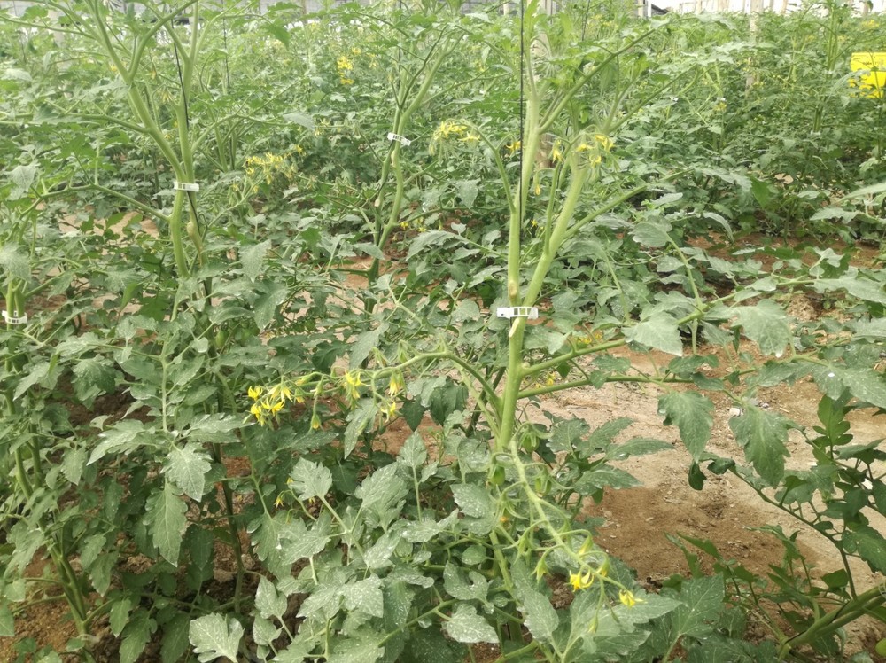 Vellcuaje, el fertilizante de Vellsam que incrementa la floración y mejora el cuajado en cultivo de tomate cherry