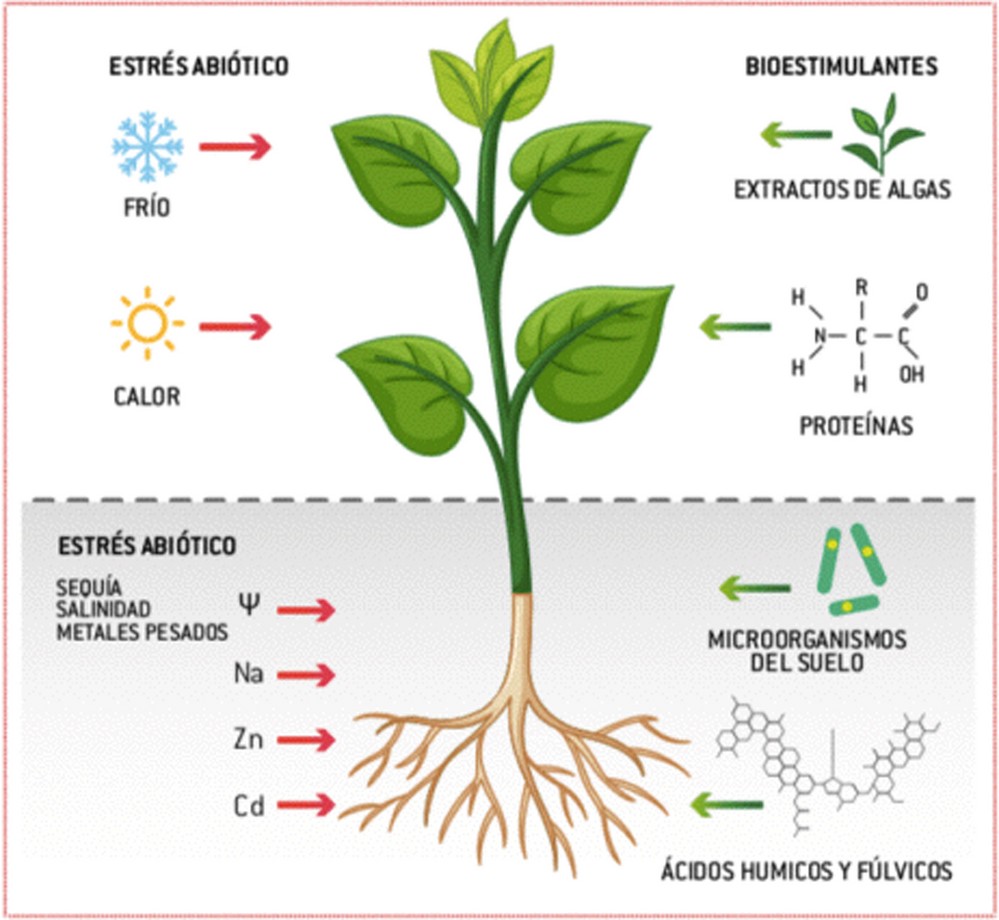 HEFESUM BR, la línea de bioestimulantes  del siglo XXI de Hefe Fertilizer