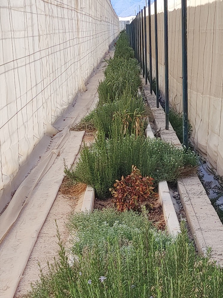 Control biológico como elemento clave para lograr más biodiversidad en el cultivo ecológico