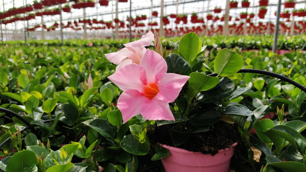 La Junta abre mañana el plazo para solicitar las ayudas por la destrucción de flores y plantas ornamentales a causa del COVID-19