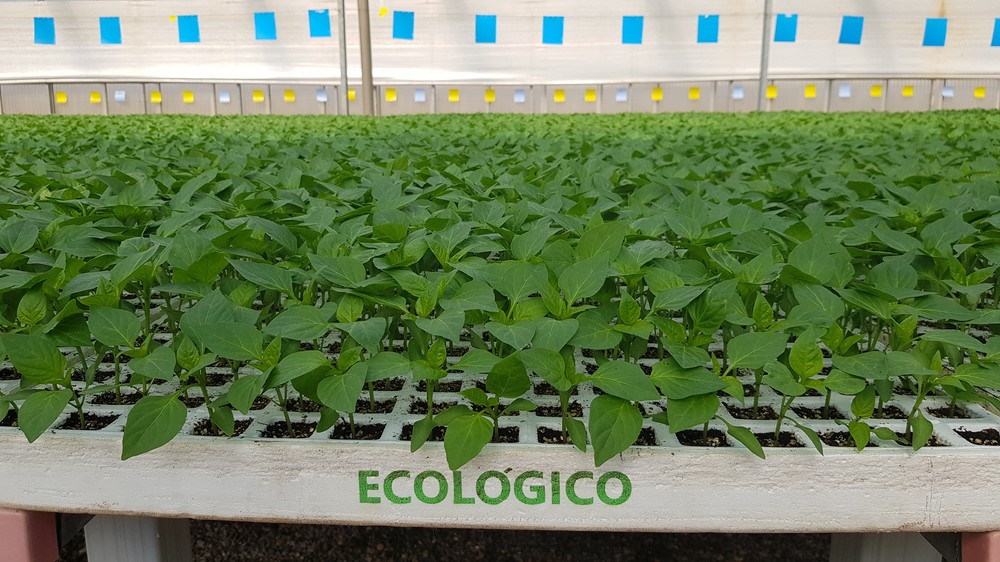 Campoejido, semillero y suministros al servicio de la agricultura orgánica