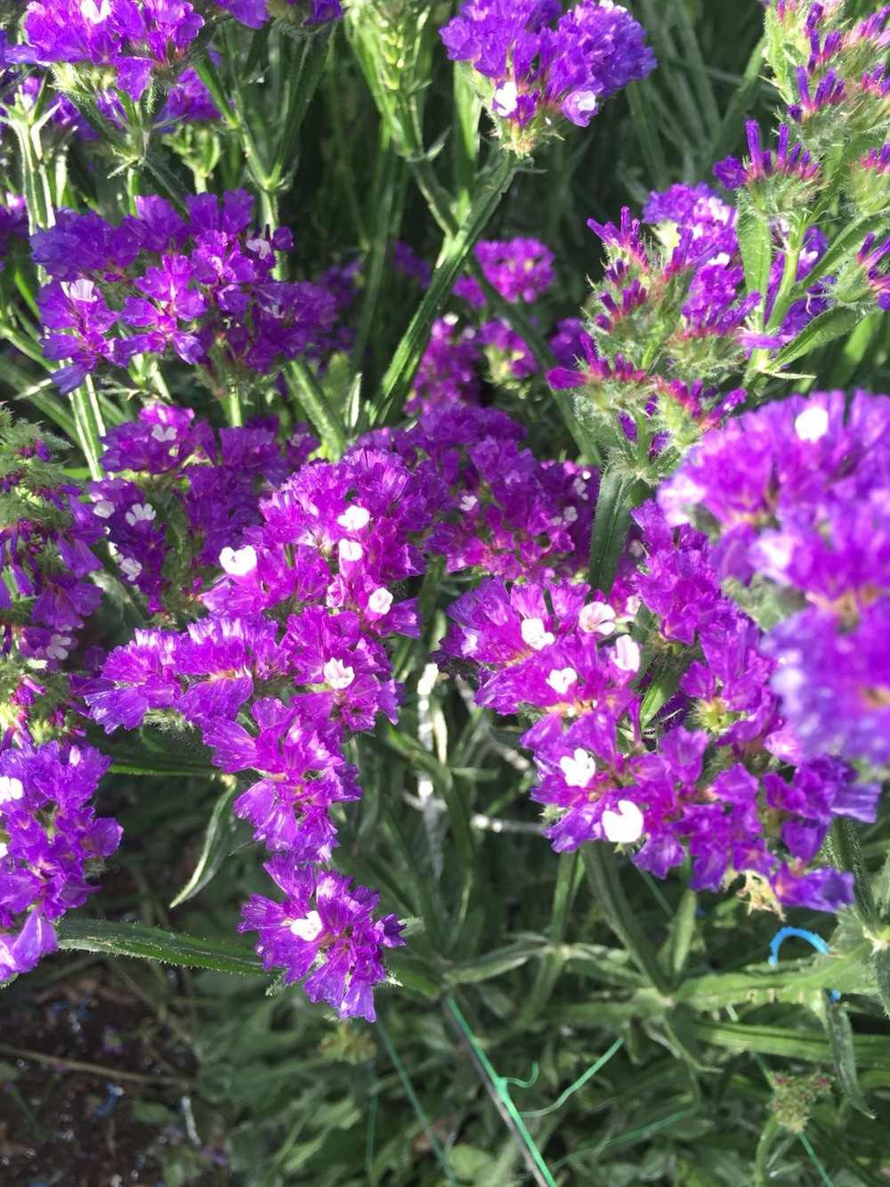 ASAJA recuerda que las ayudas para los productores de flor pueden solicitarse hasta el 5 de noviembre