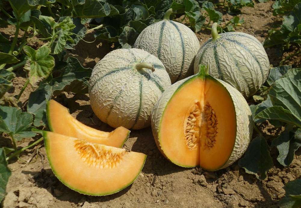 BASF adquirirá ASL, empresa innovadora en la mejora de melón
