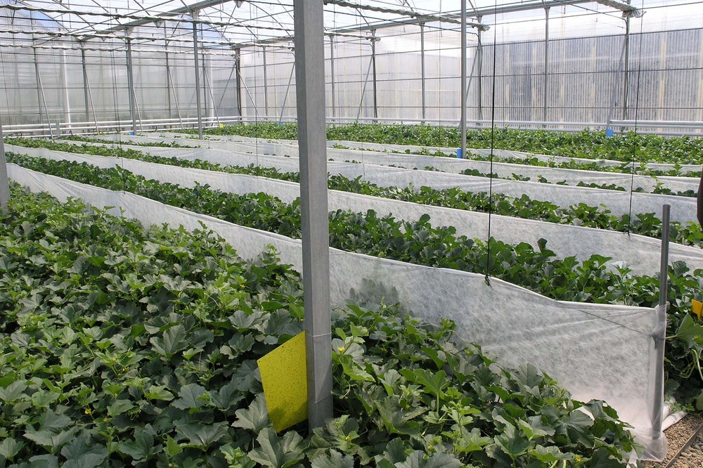 La UAL lleva a la práctica una década de teoría logrando un más eficiente control de temperatura en invernaderos