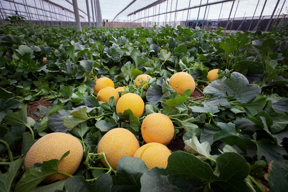 Fitó sigue siendo la referencia en Almería en melón amarillo, galia, cantaloup y sandía