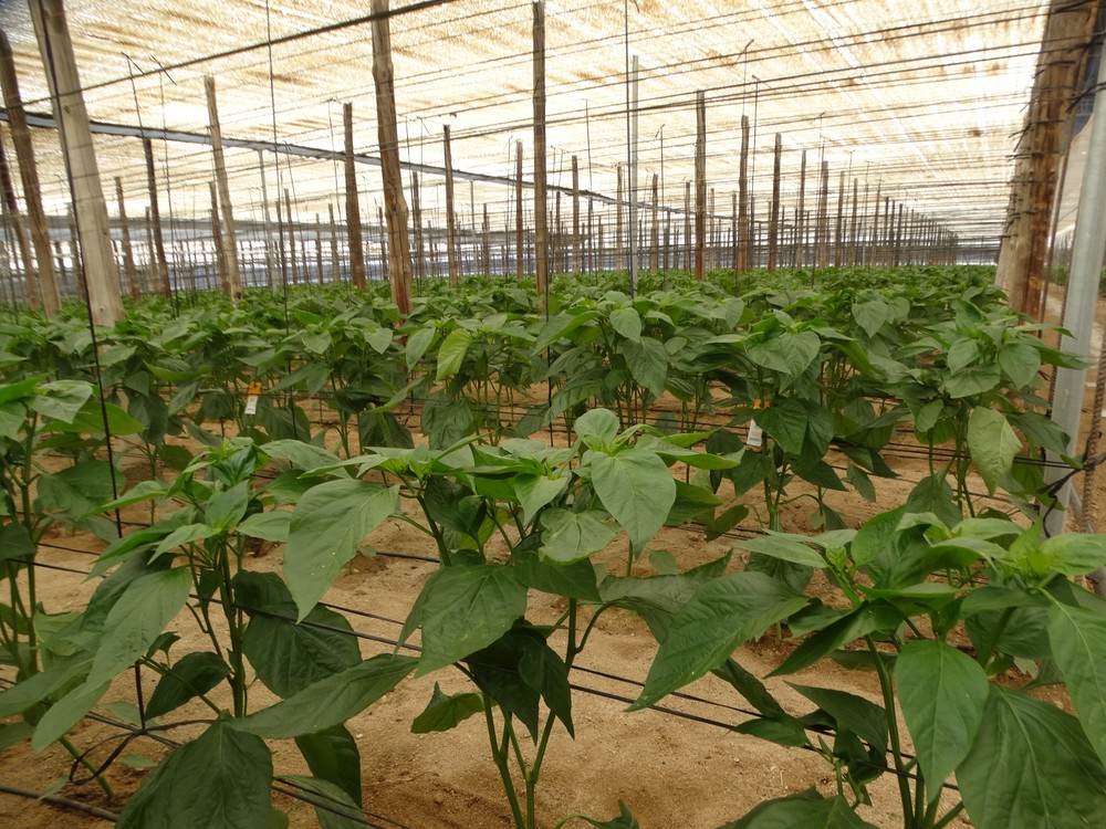 La Junta actualiza los requerimientos para una fertilización más sostenible en las zonas vulnerables a la contaminación por nitratos