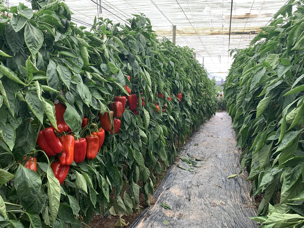 El campo almeriense registra una bajada casi generalizada de los precios entre los días 29 de octubre y 5 de noviembre