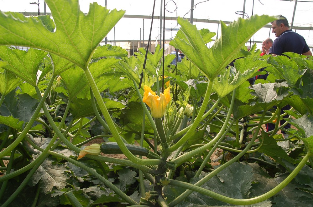Ningún cultivo hortícola almeriense se salva de la bajada de precios esta semana