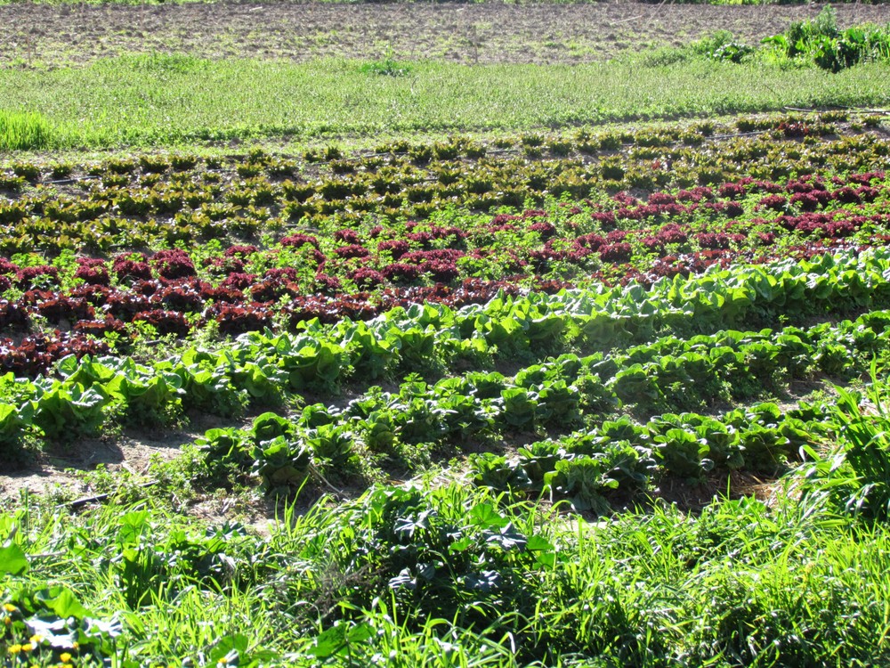 El 80% de las explotaciones agrarias ecológicas de Andalucía están especializadas en producción vegetal