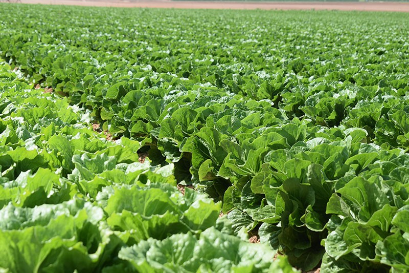 Ramiro Arnedo busca responsable de departamento de premejora en lechuga
