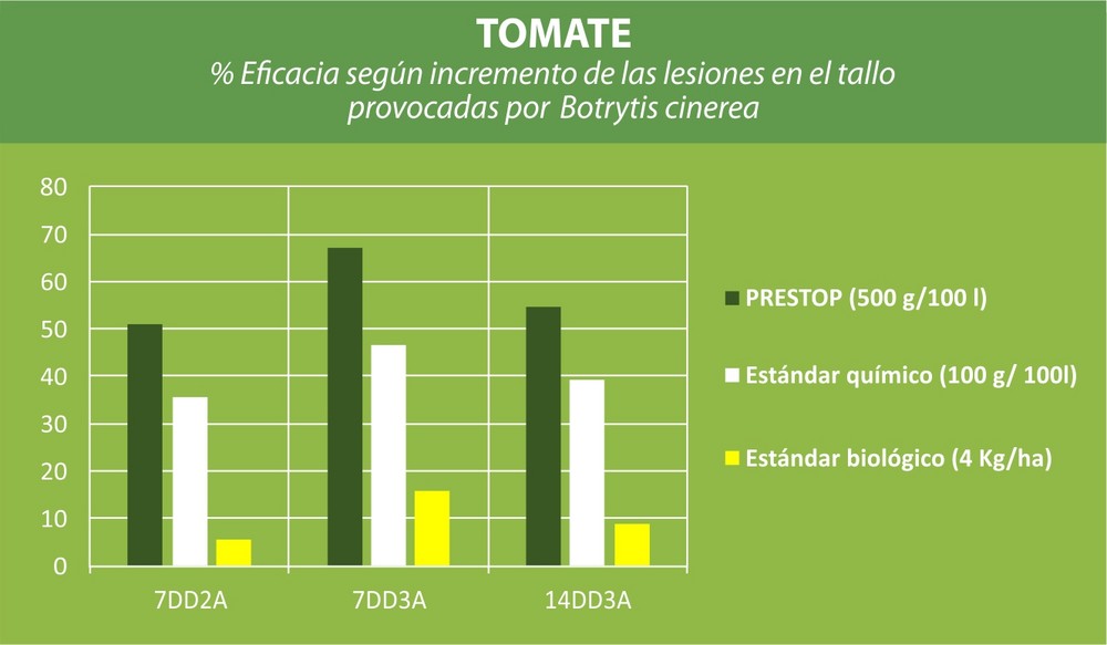 PRESTOP® contra botrytis, la pudrición que más afecta a las hortícolas en condiciones de humedad y frío