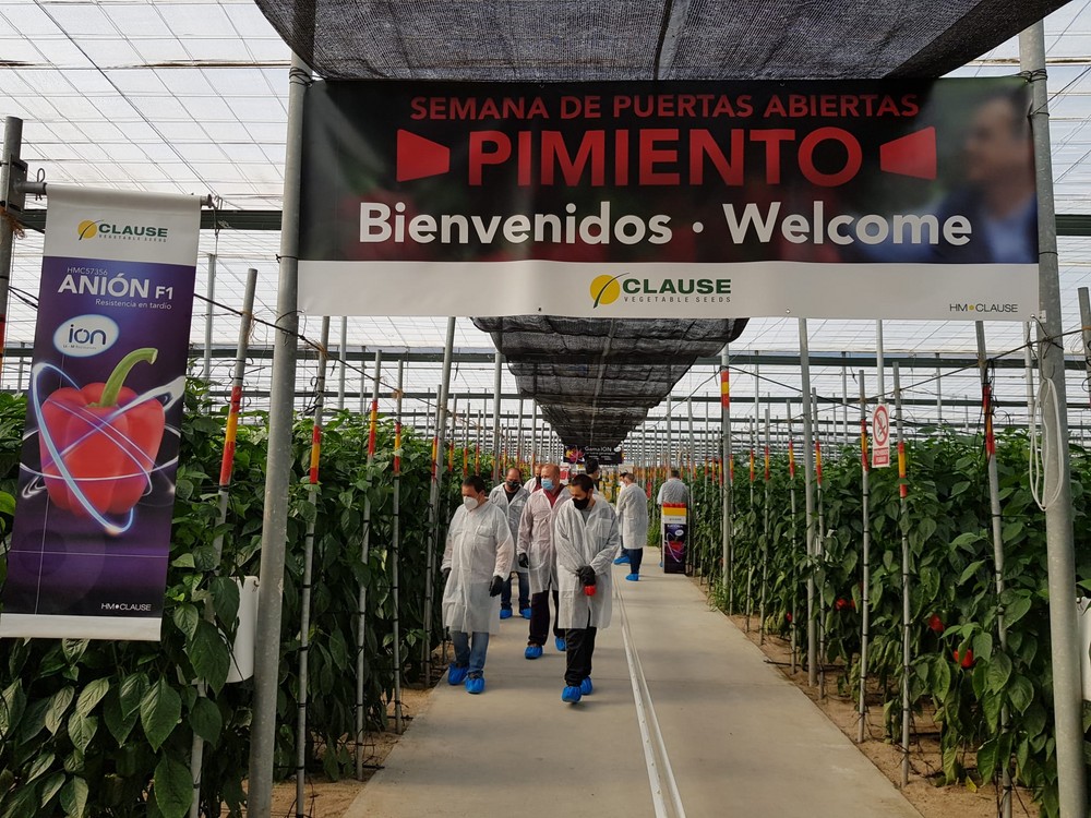 Los California Fisión y Anión, con resistencia a oídio y nematodos, protagonizan las jornadas de puertas abiertas de HM.CLAUSE