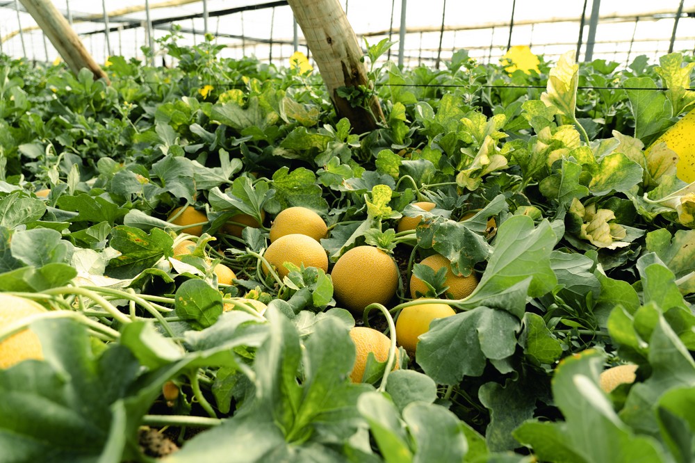 Hazera España completa el ciclo de melón galia con sus variedades de máxima calidad Sabrosón y Sirope