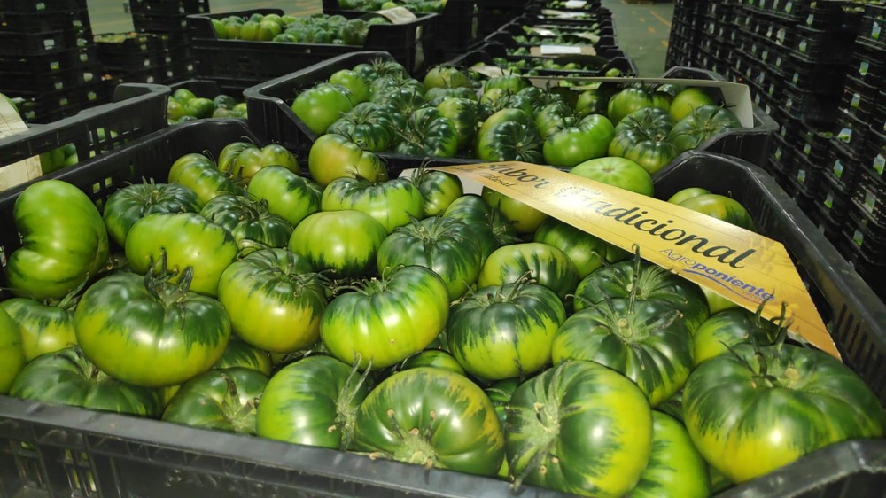 El Tomate Raf de Vegacañada  intensifica su campaña con previsión de producción hasta el mes de julio