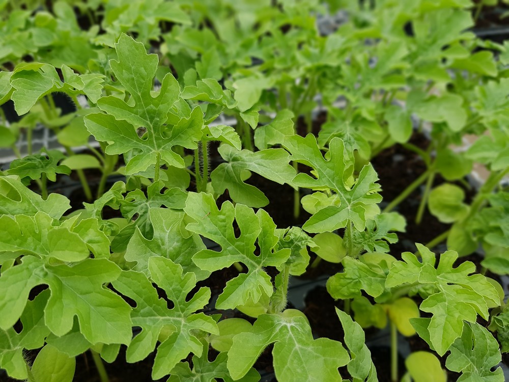 El semillero de Campoejido ofrece control de clima, riego de última generación e injerto de calidad