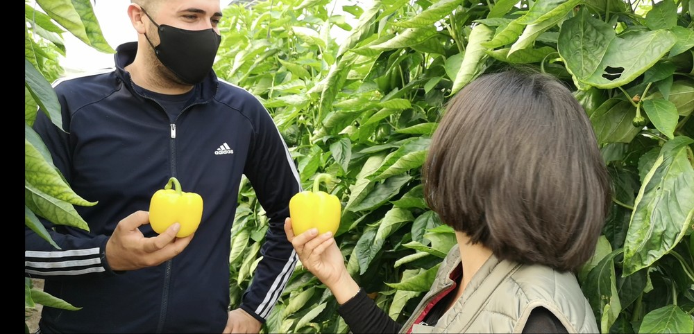 “Nadine destaca por su continuidad de cuaje, manteniendo un pimiento uniforme”