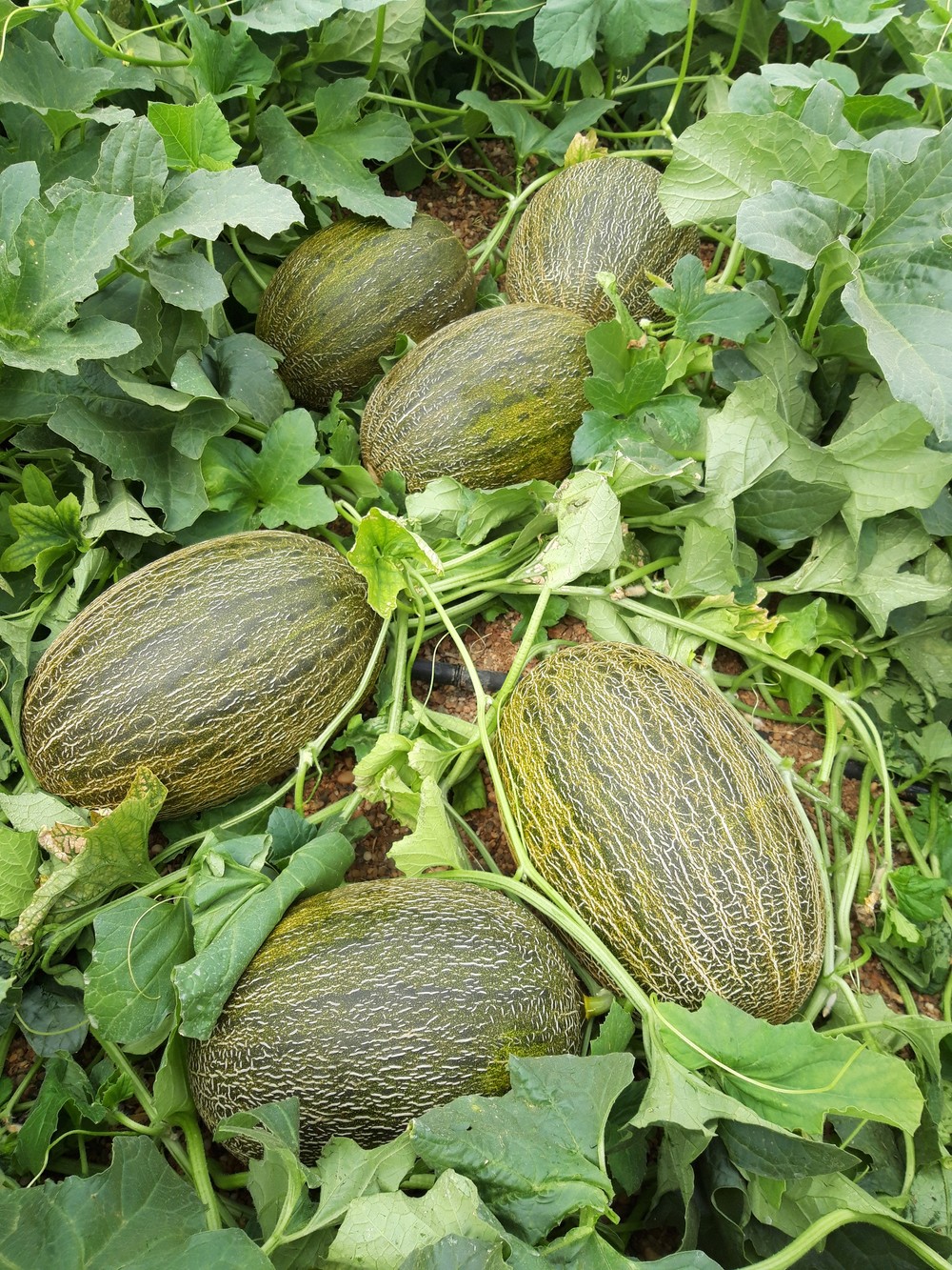 HM.CLAUSE posiciona sus melones Valdemar (CLX MPP34) y Calima (HMC 46 3801)  gracias a sus resistencias a oídio y pulgón