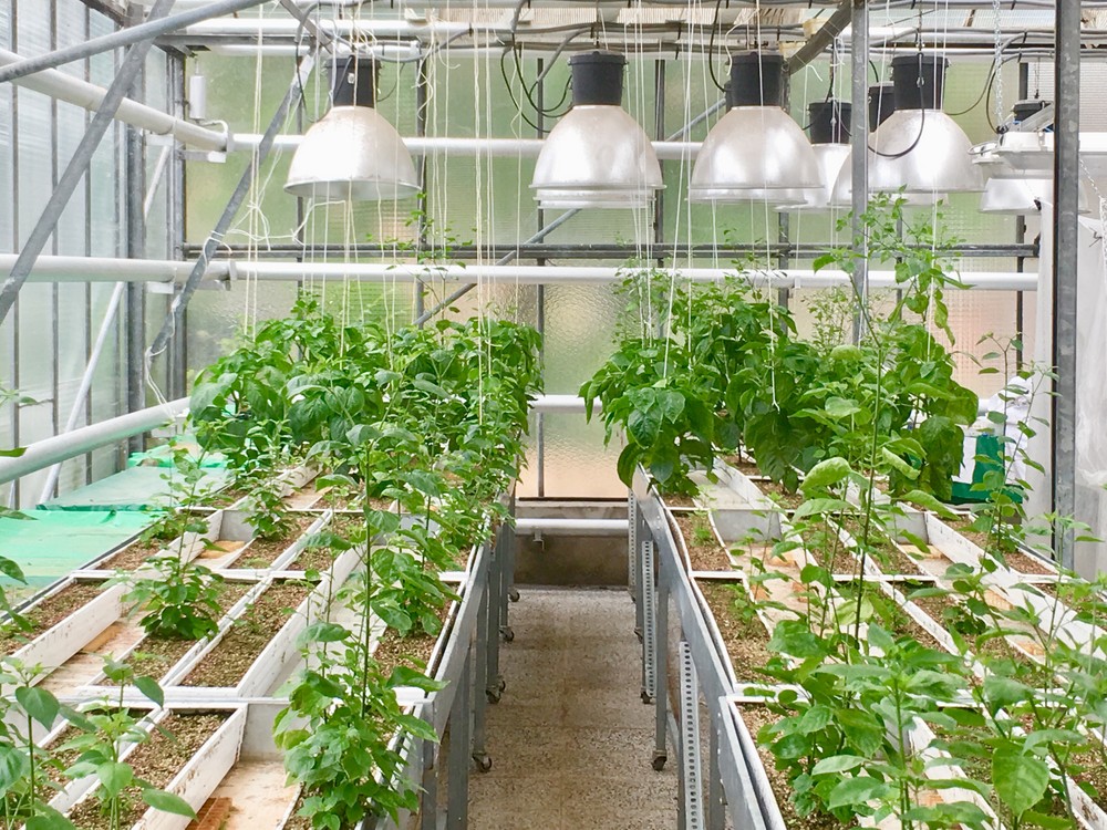Descubren el efecto de la competencia en el desarrollo de las raíces de las plantas