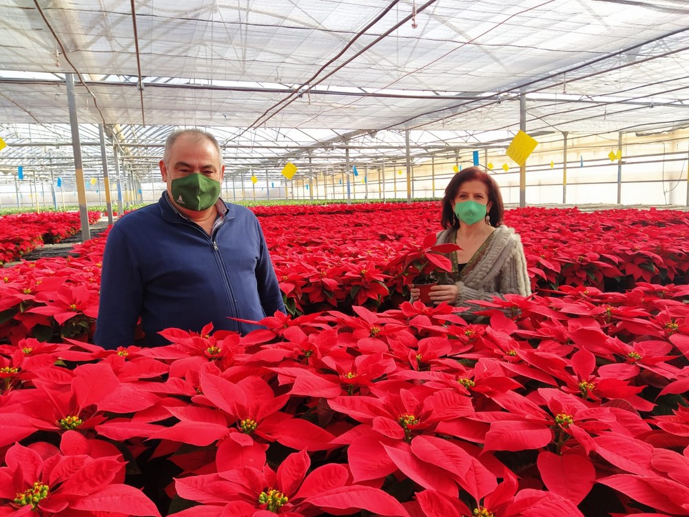 El 25% de las flores de Pascua que llegan a todo el país proceden de Almería