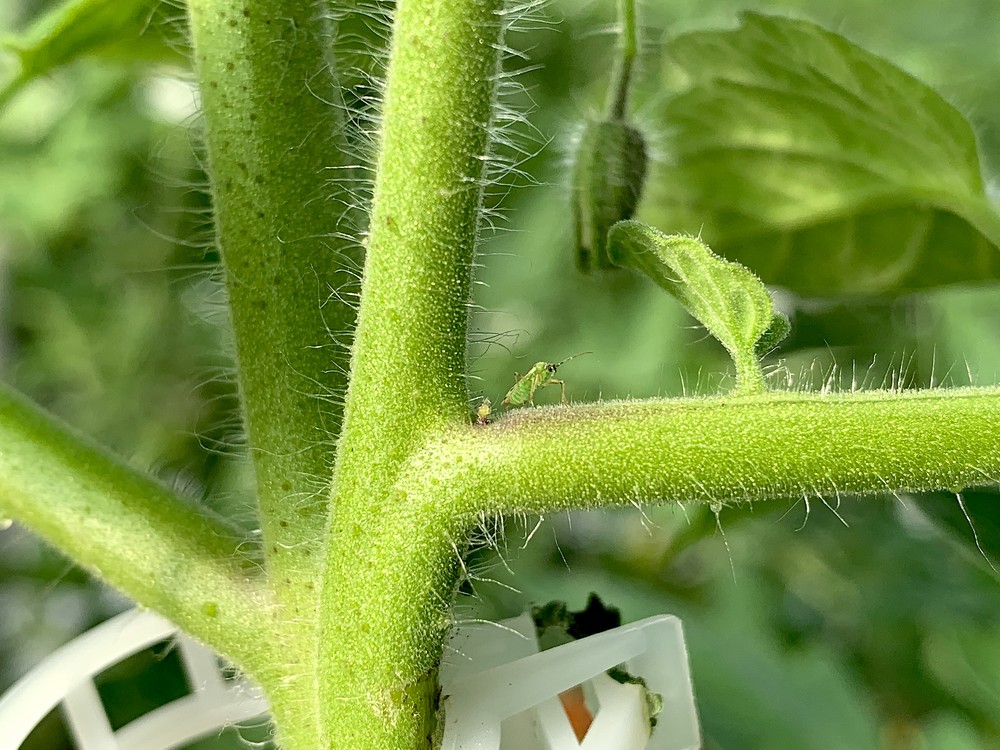 La alimentación extra de Nesidiocoris en invierno es la mejor prevención contra los brotes de Tuta en primavera