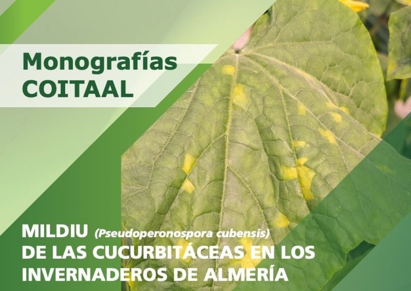 COITAAL alerta de que el manejo habitual del cultivo de pepino en invernadero favorece la expansión del mildiu