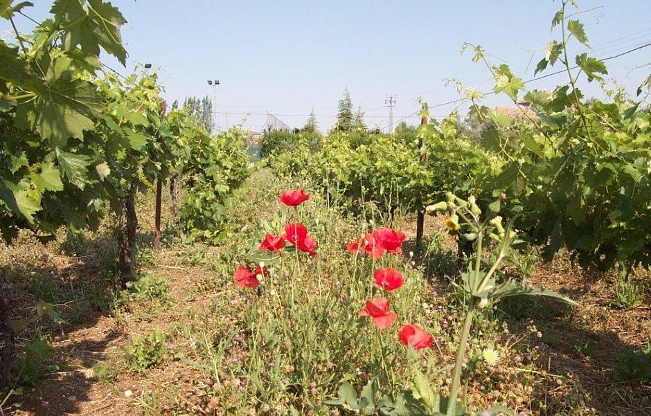 La consejera de Agricultura anuncia la renovación a comienzos de 2021 de ayudas ambientales por 147,5 millones de euros