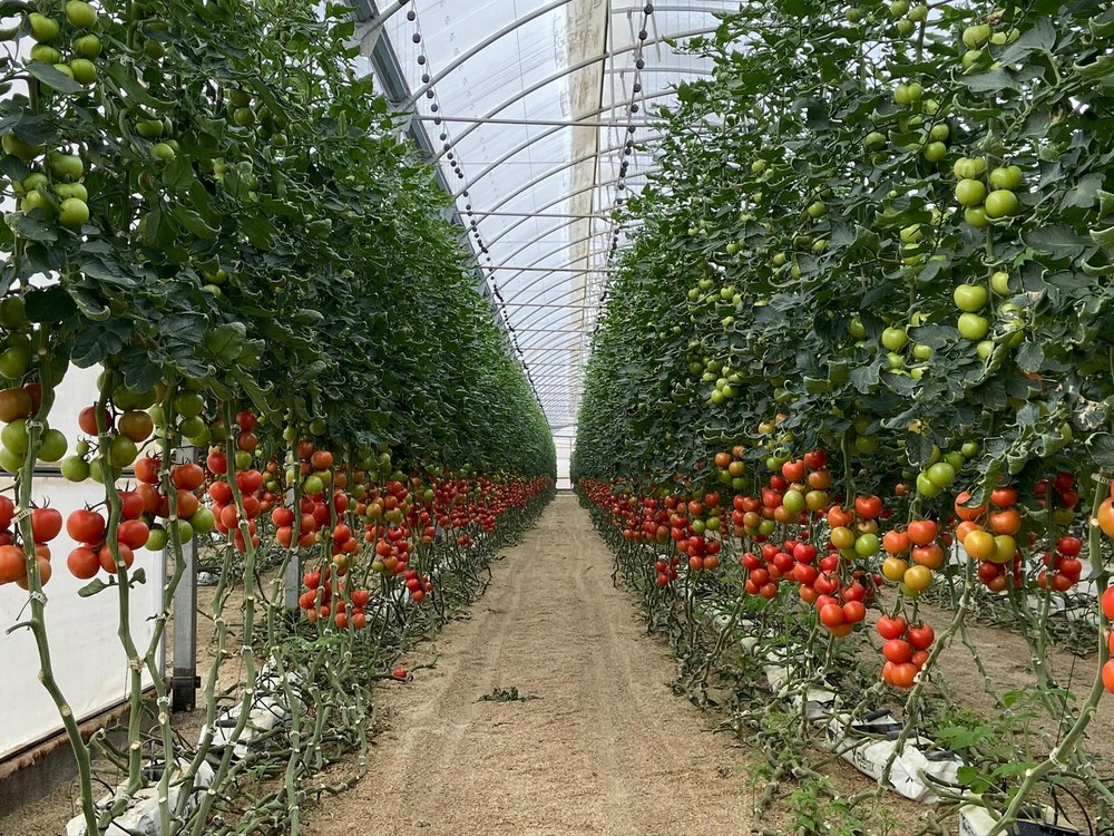 6 de cada 10 hortalizas que se comen los europeos se cultivan en los invernaderos solares del Sur de Europa