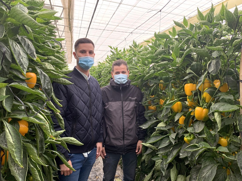 Coronado, una apuesta segura en California amarillo por su facilidad de cuaje, calidad y elevada producción